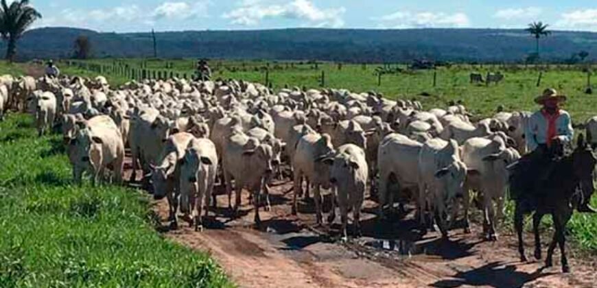 Fazenda Dupla Aptidão Lavoura Soja e Pecuária 12 mil hectares com pista de pouso | Comodoro/ MT