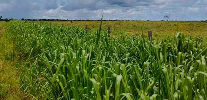 Fazenda Dupla Aptidão Lavoura Soja e Pecuária 12 mil hectares com pista de pouso | Comodoro/ MT