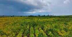 Fazenda Dupla Aptidão Lavoura Soja e Pecuária 12 mil hectares com pista de pouso | Comodoro/ MT