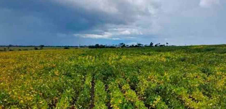 Fazenda Dupla Aptidão Lavoura Soja e Pecuária 12 mil hectares com pista de pouso | Comodoro/ MT
