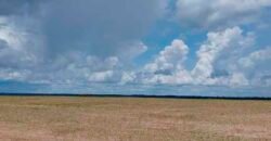 Fazenda Dupla Aptidão Lavoura Soja e Pecuária 12 mil hectares com pista de pouso | Comodoro/ MT