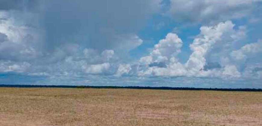 Fazenda Dupla Aptidão Lavoura Soja e Pecuária 12 mil hectares com pista de pouso | Comodoro/ MT