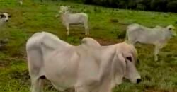 Excelente Fazenda c/ 692.12 hectares Lavoura de soja e Pastagem 100 cabeças | 100 km de Brasília DF – GO