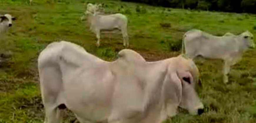 Excelente Fazenda c/ 692.12 hectares Lavoura de soja e Pastagem 100 cabeças | 100 km de Brasília DF – GO