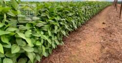 Oportunidade Única! Fazenda de 15 mil hectares em Pindorama do Tocantins/ TO Oportunidade Única! Fazenda de 15 mil hectares em Pindorama do Tocantins/ TO