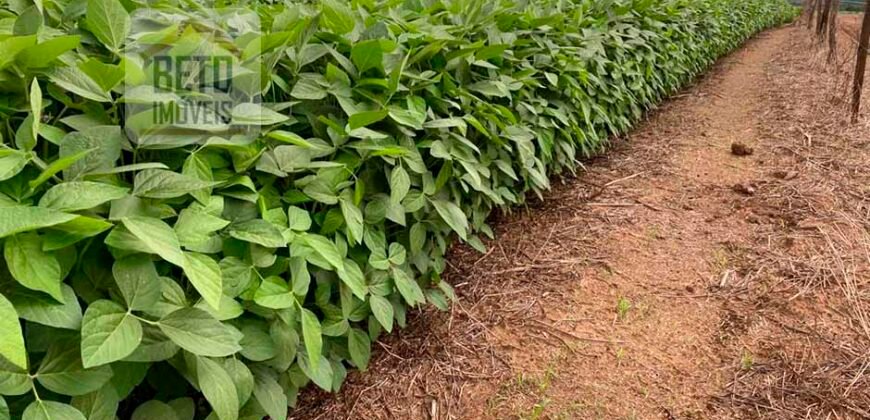 Oportunidade Única! Fazenda de 15 mil hectares em Pindorama do Tocantins/ TO Oportunidade Única! Fazenda de 15 mil hectares em Pindorama do Tocantins/ TO