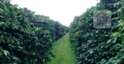 Excelente Fazenda Dupla Aptidão 5050 has Estrutura completa café e pecuária | Triangulo Mineiro/ MG