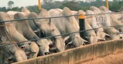 Excelente Fazenda Dupla Aptidão 5050 has Estrutura completa café e pecuária | Triangulo Mineiro/ MG