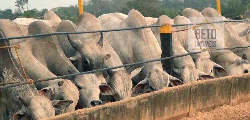 Excelente Fazenda Dupla Aptidão 5050 has Estrutura completa café e pecuária | Triangulo Mineiro/ MG