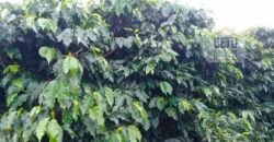 Excelente Fazenda Dupla Aptidão 5050 has Estrutura completa café e pecuária | Triangulo Mineiro/ MG