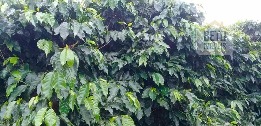 Excelente Fazenda Dupla Aptidão 5050 has Estrutura completa café e pecuária | Triangulo Mineiro/ MG