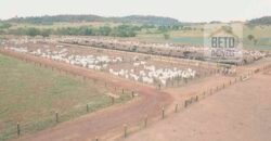 Excelente Fazenda Dupla Aptidão 5050 has Estrutura completa café e pecuária | Triangulo Mineiro/ MG