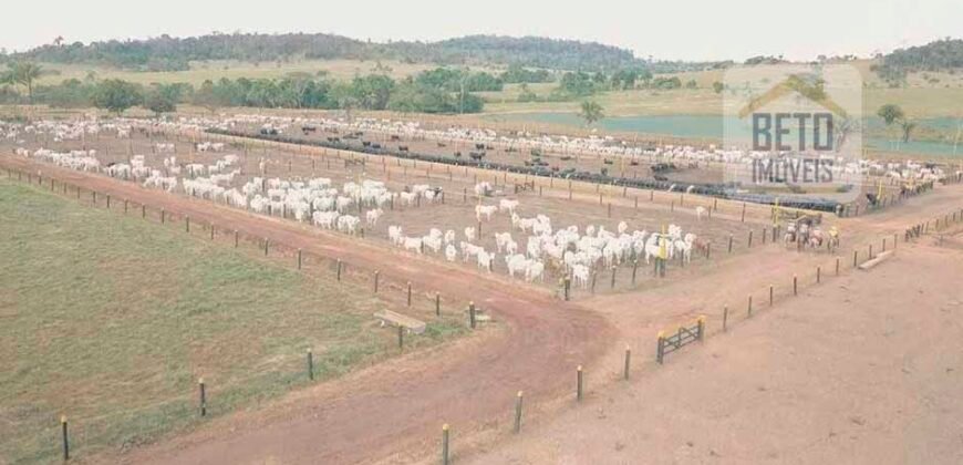 Excelente Fazenda Dupla Aptidão 5050 has Estrutura completa café e pecuária | Triangulo Mineiro/ MG