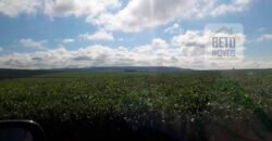 Excelente Fazenda Dupla Aptidão 5050 has Estrutura completa café e pecuária | Triangulo Mineiro/ MG