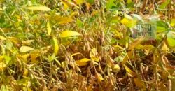 Excelente Fazenda Dupla Aptidão 5050 has Estrutura completa café e pecuária | Triangulo Mineiro/ MG