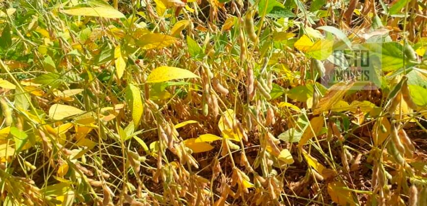 Excelente Fazenda Dupla Aptidão 5050 has Estrutura completa café e pecuária | Triangulo Mineiro/ MG