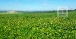 Excelente Fazenda Dupla Aptidão 5050 has Estrutura completa café e pecuária | Triangulo Mineiro/ MG