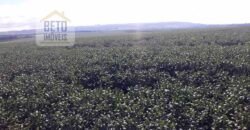 Excelente Fazenda Dupla Aptidão 5050 has Estrutura completa café e pecuária | Triangulo Mineiro/ MG