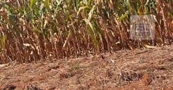 Excelente Fazenda Dupla Aptidão 5050 has Estrutura completa café e pecuária | Triangulo Mineiro/ MG