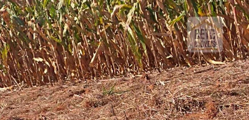 Excelente Fazenda Dupla Aptidão 5050 has Estrutura completa café e pecuária | Triangulo Mineiro/ MG