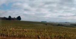 Excelente Fazenda Dupla Aptidão 5050 has Estrutura completa café e pecuária | Triangulo Mineiro/ MG