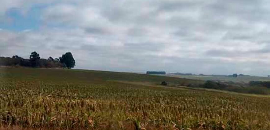 Excelente Fazenda Dupla Aptidão 5050 has Estrutura completa café e pecuária | Triangulo Mineiro/ MG