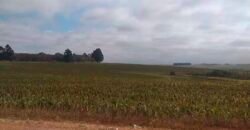 Excelente Fazenda Dupla Aptidão 5050 has Estrutura completa café e pecuária | Triangulo Mineiro/ MG