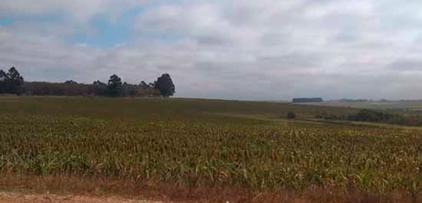 Excelente Fazenda Dupla Aptidão 5050 has Estrutura completa café e pecuária | Triangulo Mineiro/ MG