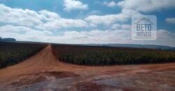 Excelente Fazenda Dupla Aptidão 5050 has Estrutura completa café e pecuária | Triangulo Mineiro/ MG