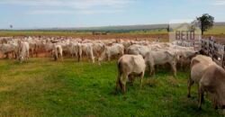 Fazenda de Pecuária à venda 922 alqueires Casa sede e toda estrutura pronta | Primavera/ SP