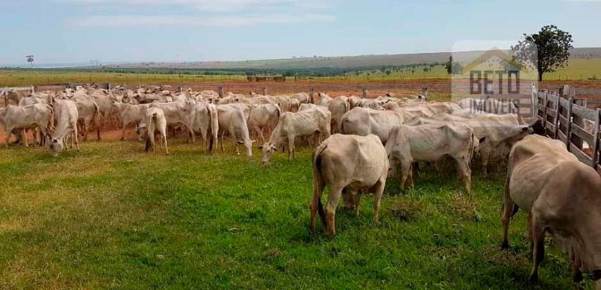 Fazenda de Pecuária à venda 922 alqueires Casa sede e toda estrutura pronta | Primavera/ SP
