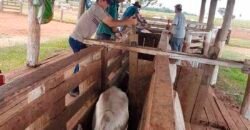 Fazenda de Pecuária à venda 922 alqueires Casa sede e toda estrutura pronta | Primavera/ SP