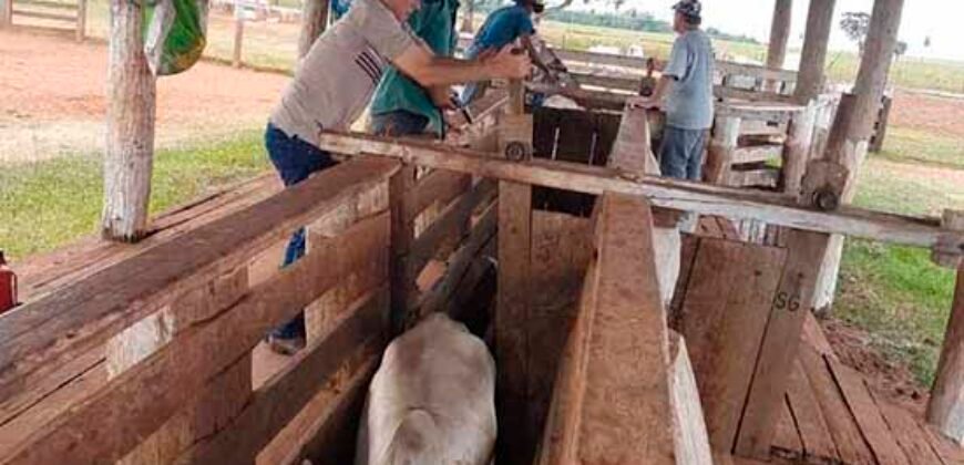 Fazenda de Pecuária à venda 922 alqueires Casa sede e toda estrutura pronta | Primavera/ SP