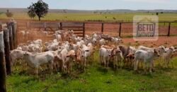 Fazenda de Pecuária à venda 922 alqueires Casa sede e toda estrutura pronta | Primavera/ SP