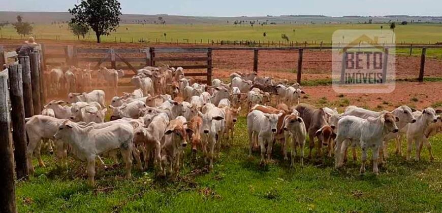 Fazenda de Pecuária à venda 922 alqueires Casa sede e toda estrutura pronta | Primavera/ SP