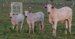 Fazenda de Pecuária à venda 922 alqueires Casa sede e toda estrutura pronta | Primavera/ SP