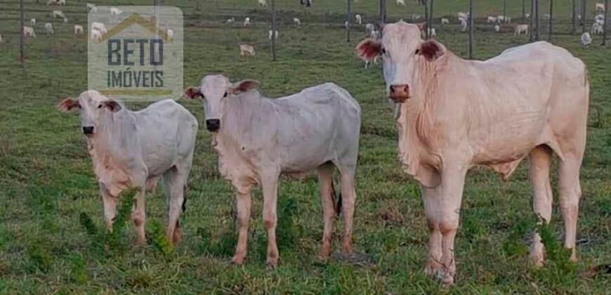 Fazenda de Pecuária à venda 922 alqueires Casa sede e toda estrutura pronta | Primavera/ SP
