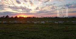 Fazenda de Pecuária à venda 922 alqueires Casa sede e toda estrutura pronta | Primavera/ SP
