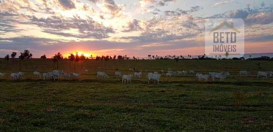 Fazenda de Pecuária à venda 922 alqueires Casa sede e toda estrutura pronta | Primavera/ SP