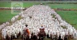 Oportunidade Única: Fazenda de Dupla Aptidão na Região de Aripuanã, MT Oportunidade Única: Fazenda de Dupla Aptidão na Região de Aripuanã, MT