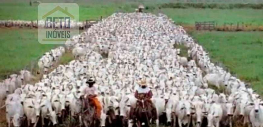 Oportunidade Única: Fazenda de Dupla Aptidão na Região de Aripuanã, MT Oportunidade Única: Fazenda de Dupla Aptidão na Região de Aripuanã, MT