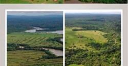 Oportunidade Única: Fazenda de Dupla Aptidão na Região de Aripuanã, MT Oportunidade Única: Fazenda de Dupla Aptidão na Região de Aripuanã, MT