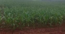 Oportunidade única: Fazenda deslumbrante com 623 alqueires | Campina da Lagoa/ PR