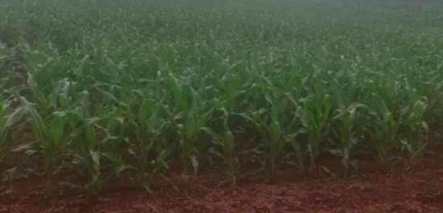 Oportunidade única: Fazenda deslumbrante com 623 alqueires | Campina da Lagoa/ PR