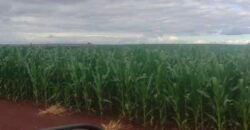 Oportunidade única: Fazenda deslumbrante com 623 alqueires | Campina da Lagoa/ PR