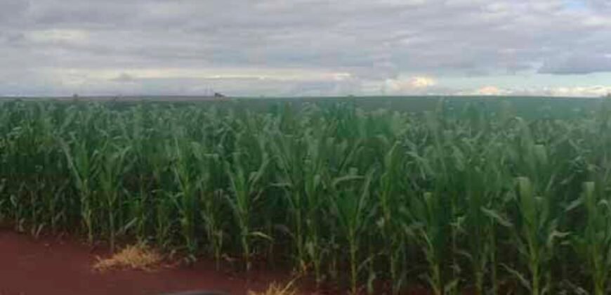 Oportunidade única: Fazenda deslumbrante com 623 alqueires | Campina da Lagoa/ PR