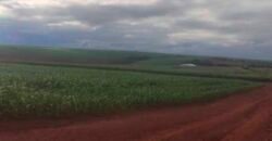 Oportunidade única: Fazenda deslumbrante com 623 alqueires | Campina da Lagoa/ PR