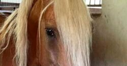 Linda Fazenda com Estrutura de laser completa 206 has Represa e água mineral | Guaratinguetá/ SP Linda Fazenda com Estrutura de laser completa 206 has Represa e água mineral | Guaratinguetá/ SP