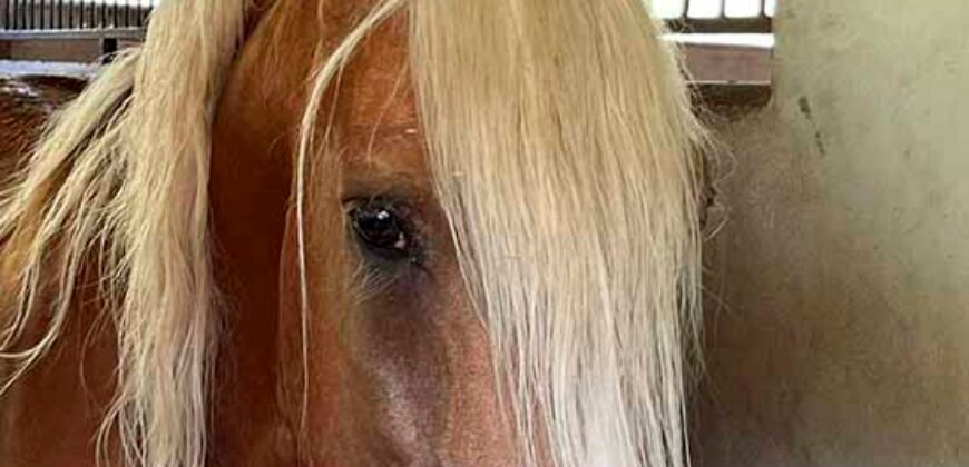 Linda Fazenda com Estrutura de laser completa 206 has Represa e água mineral | Guaratinguetá/ SP Linda Fazenda com Estrutura de laser completa 206 has Represa e água mineral | Guaratinguetá/ SP