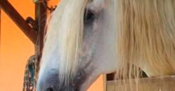 Linda Fazenda com Estrutura de laser completa 206 has Represa e água mineral | Guaratinguetá/ SP Linda Fazenda com Estrutura de laser completa 206 has Represa e água mineral | Guaratinguetá/ SP